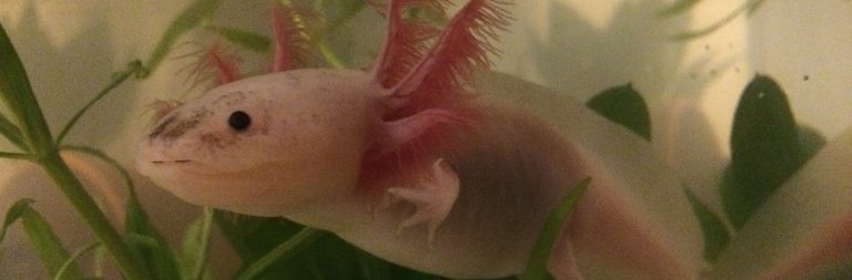Rosa Axolotl