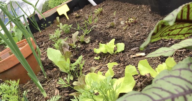 GEOase – Deine Garten AG