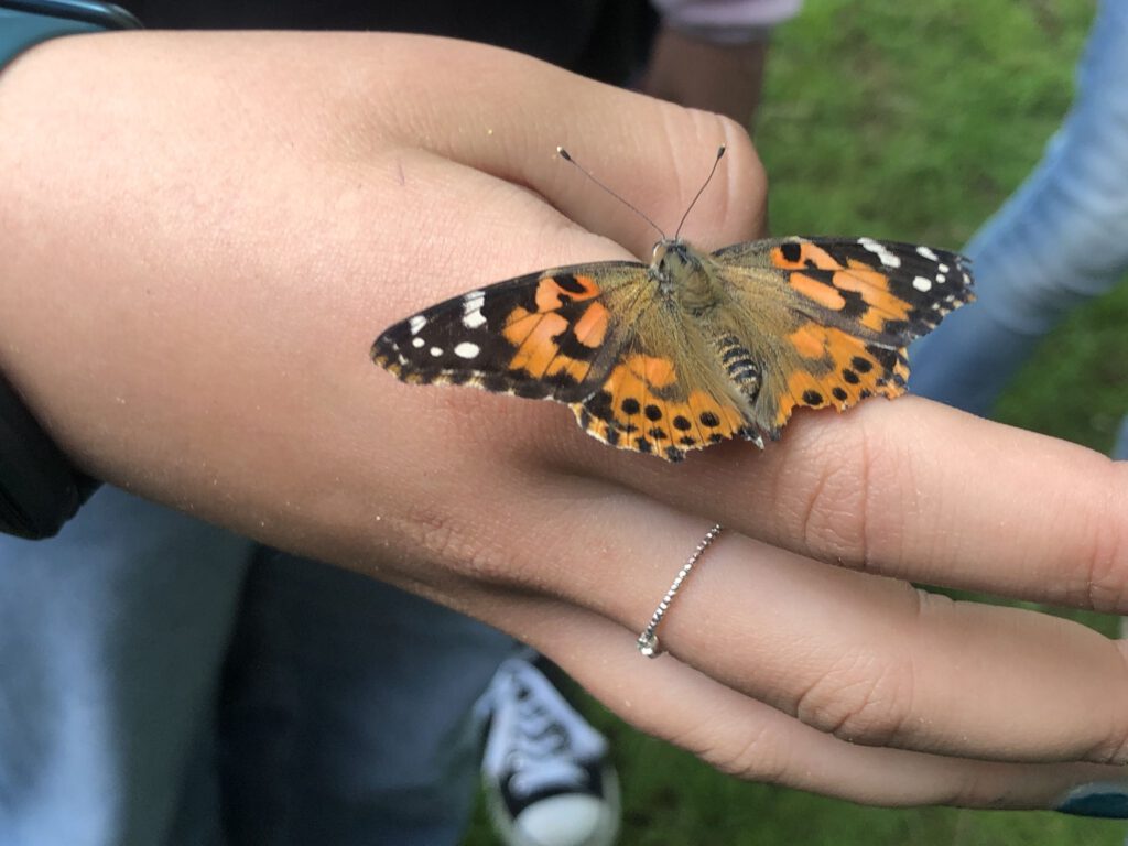 Ein Diestelfalter auf einer Hand