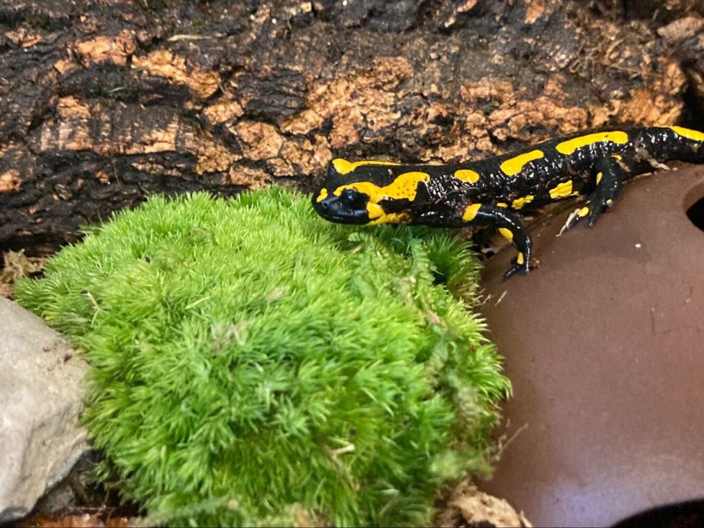 Ein Feuersalamander aus der Nähe