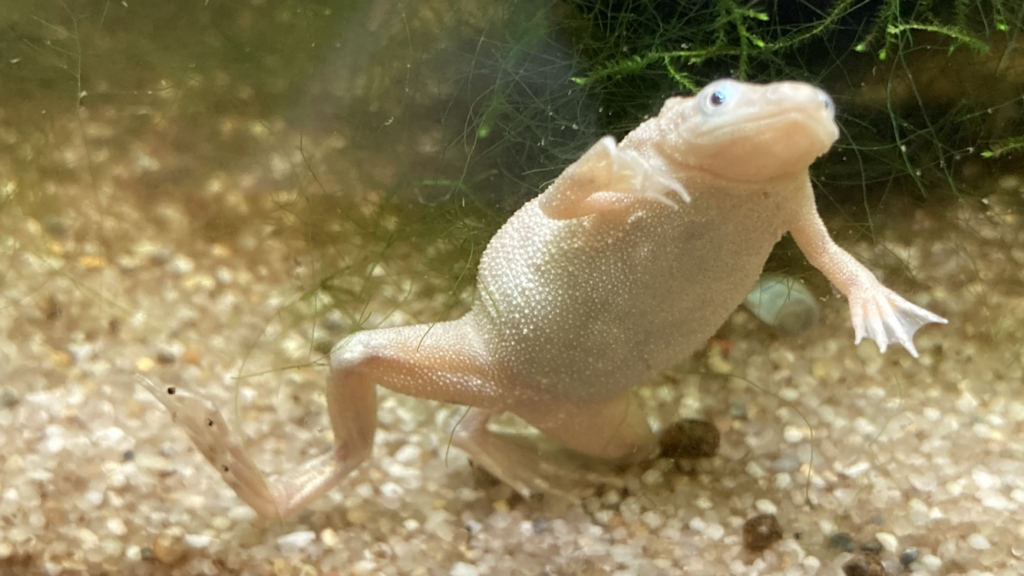 Ein weißer Frosch