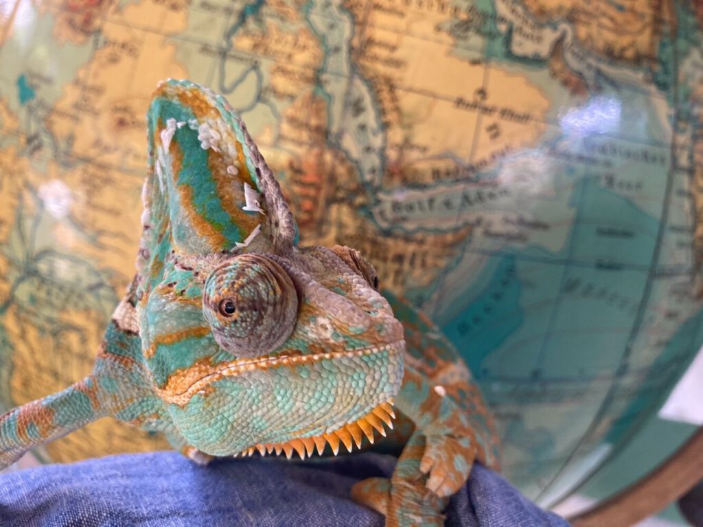 Hubert das Chamäleon vor einem Globus