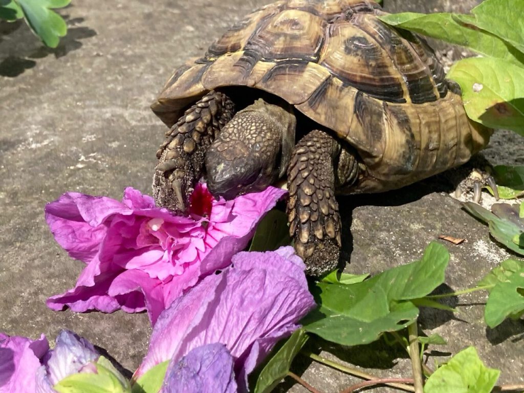 Odysseus die Schildkröte beim Verzehr von Blumen