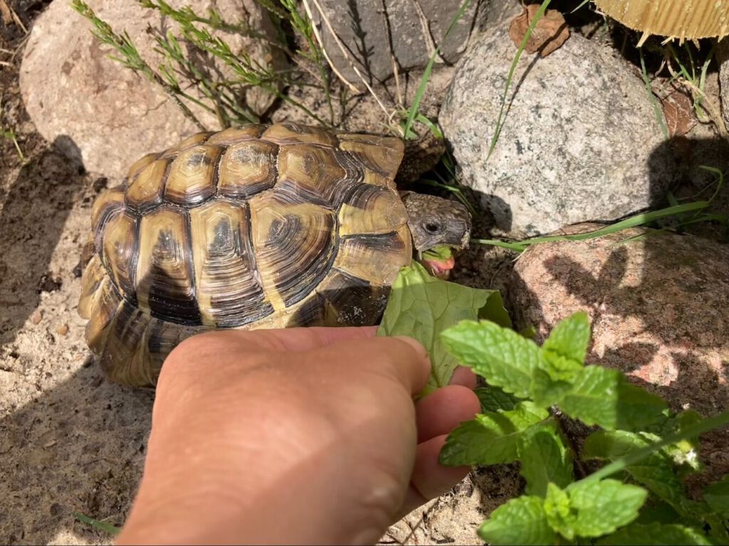 Hubert die Schildkröte beim Essen
