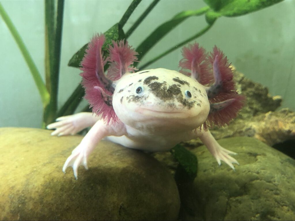 Das Axolotl Oreo (weiß mit rosa Röhrchen)