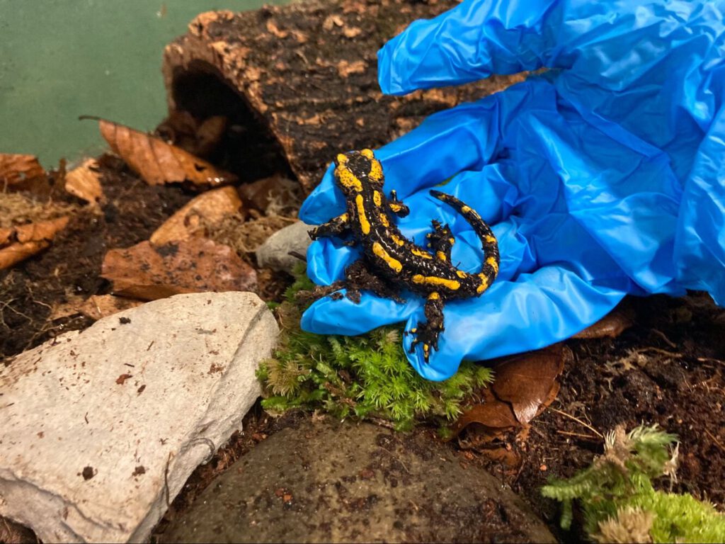 Ein Feuersalamander auf einem blauen Handschuh